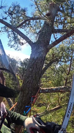 Expert Arborist Tips for Tree Care in North Carolina