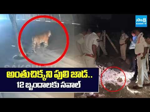 ఆగని పెద్దపులి ప్రయాణం || Elusive Tiger Roams Rajamahendravaram Areas || ‪@SakshiTV‬