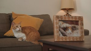 391K views · 4.7K reactions | This polydactyl cat has special paws that make her extra cute  | The Dodo | Facebook