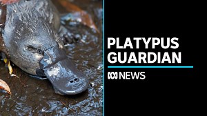 80K views · 1.9K reactions | Pete Walsh's life changed forever when he met a platypus named Zoom near his home in Hobart. Realising she was in danger, Pete set out to protect the Hobart Rivulet that Zoom calls home. Their story is shared along with some amazing footage in an ABC documentary, The Platypus Guardian. | ABC News | Facebook