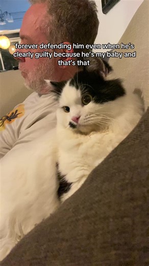 😹 #cat #fyp #catsoftiktok