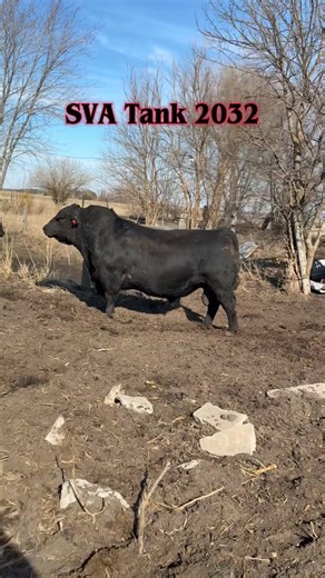 SVA Tank 2032 is maybe the most impressive animal we’ve ever raised!! We’ll be selling multiple sons out of him in our sale on March 28th!!! Semen Available!!! 🔥🔥🔥#fyp #viral #trending #foryoupage #foryou