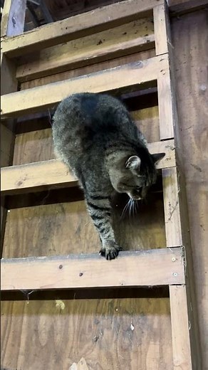 Cat Carefully Climbs Down Wooden Ladder - 1506211