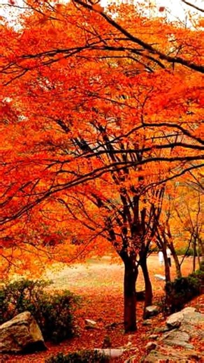 Autumn #nature #travel #landscape #korea #koreatravel #mapel #discoverearth #koreatourism #koreatrip