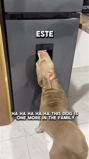 When your dog is one of the family