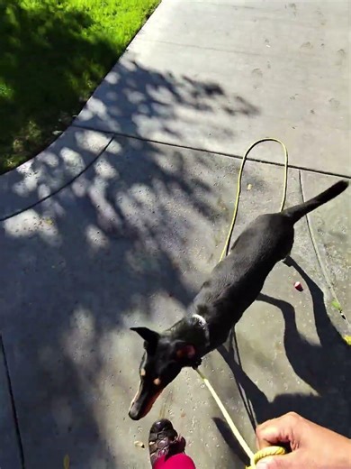 Bailey Demo Recall and Recal to heel.