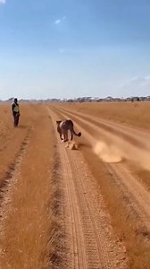 Raw 1080p Footage of a Cheetah Running Past Police | Wild Reality Footage