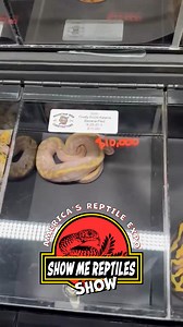 2.6K views · 16 reactions | Firefly Enchi Katana Banana Pied | Show me reptile show | Facebook