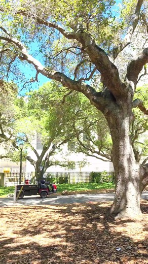 uc Berkeley campus walk tour for the weekend. . #berkeley #campus #walk #fyp #pov