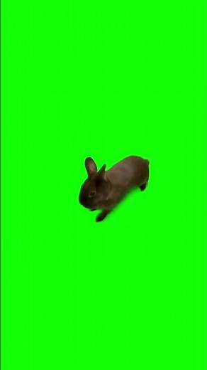 OIIAOIIA Rabbit green screen