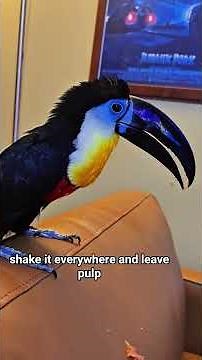 why you don't let messy toucans into your house #animals #birds #cute #funny #pets #food