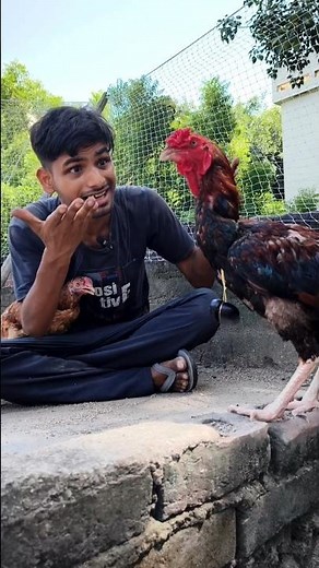 Smartest Pet Rooster! 🐓 #rooster #chicken