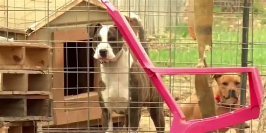 Salina residents hear perspectives from both sides of issue surrounding pit bull ban ahead of special election