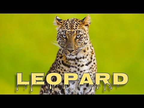 Leopard sounds, leopard roar