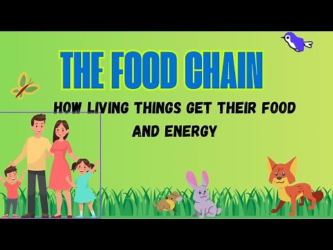 The Food Chain explained- updated version
