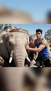 Rescue Team Saves Elephant Surrounded by Giant Pythons — Unbelievable Ending 🐘🐍