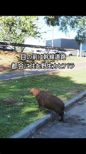 目の前は幹線道路 都会に住む野生のカピバラ #南米 #capybara #カピバラさん #癒し #ブラジル