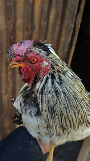 aseel hen is angry attitude rells 😱 l Hen angry rells l tarading song# hen# l aseel attitude shot#