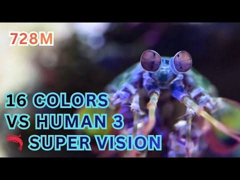 "Mantis Shrimp Sees 16 Colors - Human Eyes Can't Believe This!"