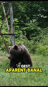 Instinct de mamă, final fatal | Bărbos Călător