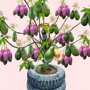 50K views · 615 reactions | How to Growing Mango Tree And Avocado Fruit It's a new technique 100% success | Tree Garden | Facebook