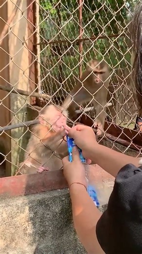 Puka Were confiscated by ENV to return to the wild with Kaka and Mit #Kaka | Kaka Page