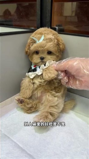 #All My Pets, One Big Hug#Caught with a Handf...#All My Pets, One BigHug#Caught with a Handful