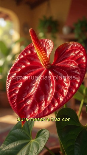 3 Plantas Que Dão Flor Dentro De Casa #plantas #plantasdeinterior #dicasdeplantas