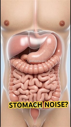 “Why Your Stomach Growls When You’re Hungry”