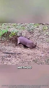 This Bottle Trap Actually Works on Gophers _pestcontrol _farming _diy | Tech-Facts