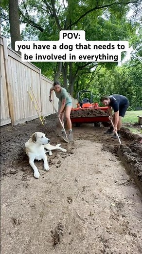 He tries his best 🥲 #shorts #diy #dogs
