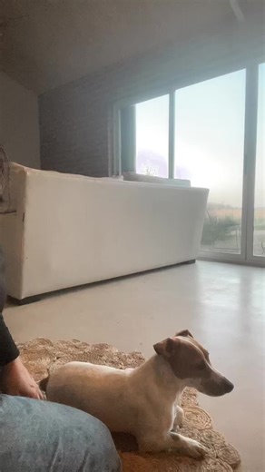 Videos de Sandra Herrera (@sandraherrera248) con “sobelove - Beéle”