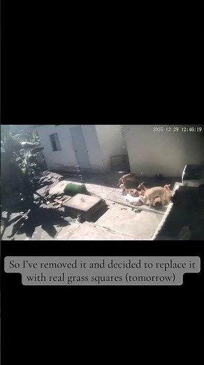 Misspelled words - bilingual keyboard problems 😭😭 anyway …. I’m so disappointed in this turf #dogs