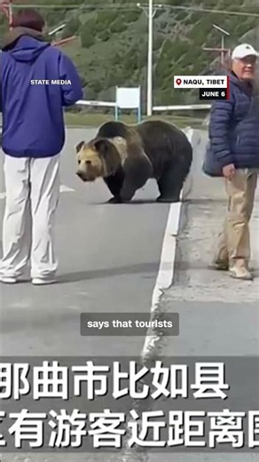 Hotel guest wakes up to find a bear in their room