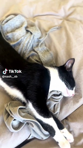 nash_no_cash su TikTok