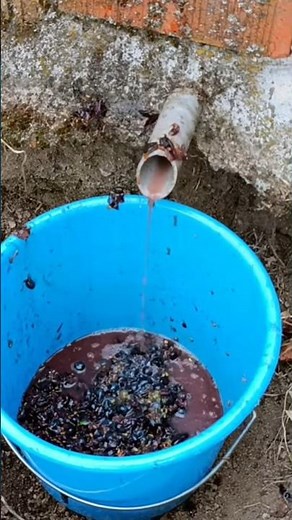 Lagar tradicional para pisar las uvas y hacer vino casero. Vida Campo Abuelo 80 años