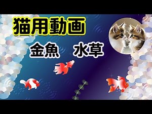 Videos for cats/Videos that cats will enjoy are fish, goldfish, and aquatic plants.