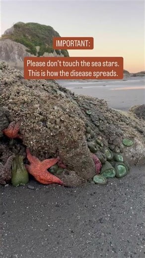 Sea stars are a keystone species. That means their existence has a huge impact on their ecosystem!