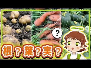 【豆知識】じゃがいも、にんじん、かぼちゃ…根・葉・実のどこを食べる野菜かな？│野菜のしゅるい②