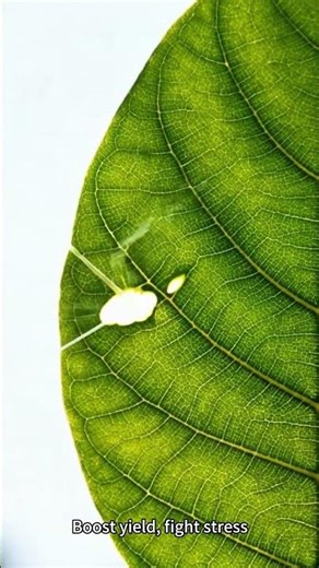 Why Choose Leaf Application Fertilizers for Your Crop? #farming #agriculture