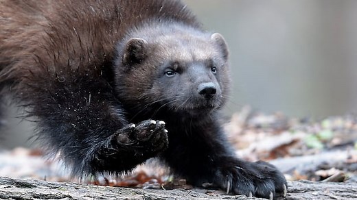 Trappers and researchers at odds following Alberta's lift of wolverine trapping and harvesting limits