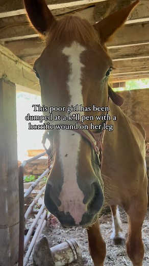 21K views · 1.3K reactions | RESCUE UPDATE  I got this video of the...