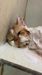 Kucing ini pas dimandiin jadi lemes gara gara diserbu kutu!! #1010sale #kucingmandi #kucinglemes #kucingkutuan | catzone.id