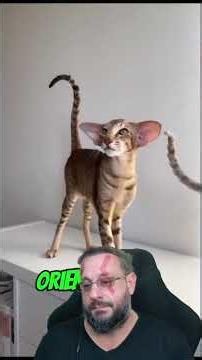 The strangest cats in the world #biologohenrique #animals #catbreeds #biologist