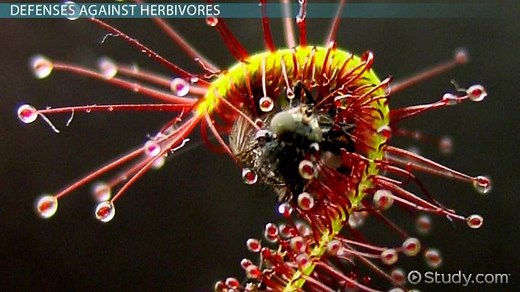 How Plants Defend Against Pathogens & Herbivores