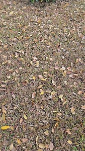 386K views · 11K reactions | A little power-saving trick every day! Samsung Fold 6 transparent screenscreenShow! #Samsung #Fold6 #Mobile | Trendy Tech Review | Facebook