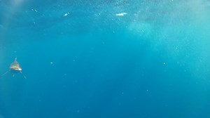 28 reactions | When it comes to catching fish, nothing beats live native bait. In this 3-minute episode of Saltwater Playbook, Captain George Mitchell shares some great tips on catching your own live bait. Watch all episodes at YamahaOutboards.com/SaltwaterPlaybookSeason2021 | Yamaha Outboards | Facebook