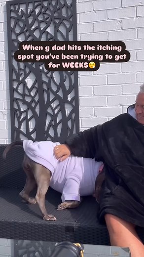 Anyone else get a scratch they can’t quite reach?藍 ——————————————————————————— #xl #xlbully #bully #bullybreed #bullylife #bullygram #funny #funnydogs #itch #relatable #reality #fyp #xlbullybreed #cute #dogs #dogsofinstagram #bullylove #bullyworld | Narlathexlbullly | Facebook