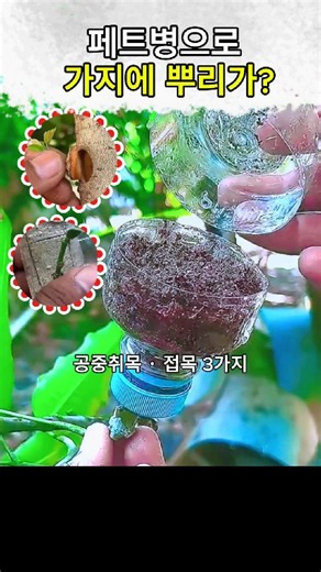 나무 접목하는 법이 이렇게 쉬웠다고 페트병·파이프 접붙이기 3가지
