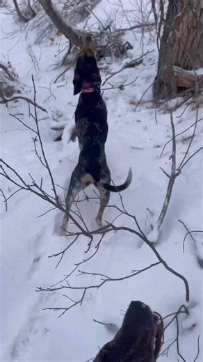 FROM TRAILING TO TREEING! #dogs #wildlife #puppy #hounds #hunting #lionhunt #snow #treed #trailing